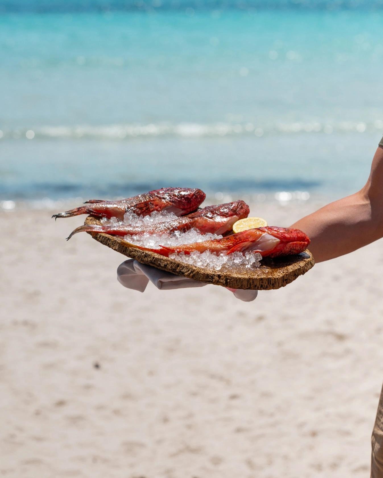 Main tenant des fruits de mer frais sur glace à Santa Giulia plage restaurant carte